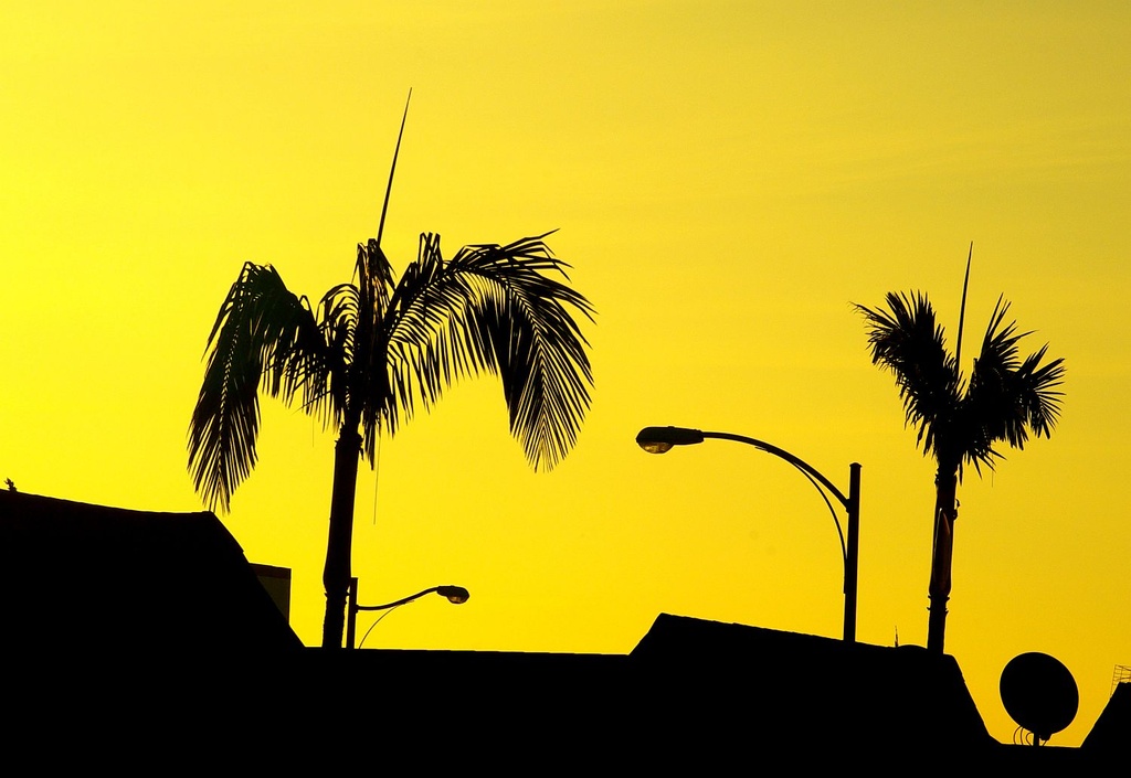(Day 301) - Morning Palms by cjphoto