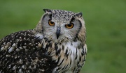 14th Dec 2012 - Owl