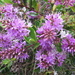 Purple Hebe by kiwiflora