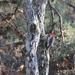 Red-bellied Woodpecker by tara11