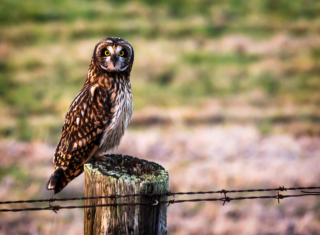 Short-eared Owl by abirkill