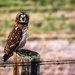Short-eared Owl by abirkill
