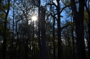14th Dec 2012 - Late afternoon in the swamp.