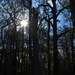 Late afternoon in the swamp. by congaree