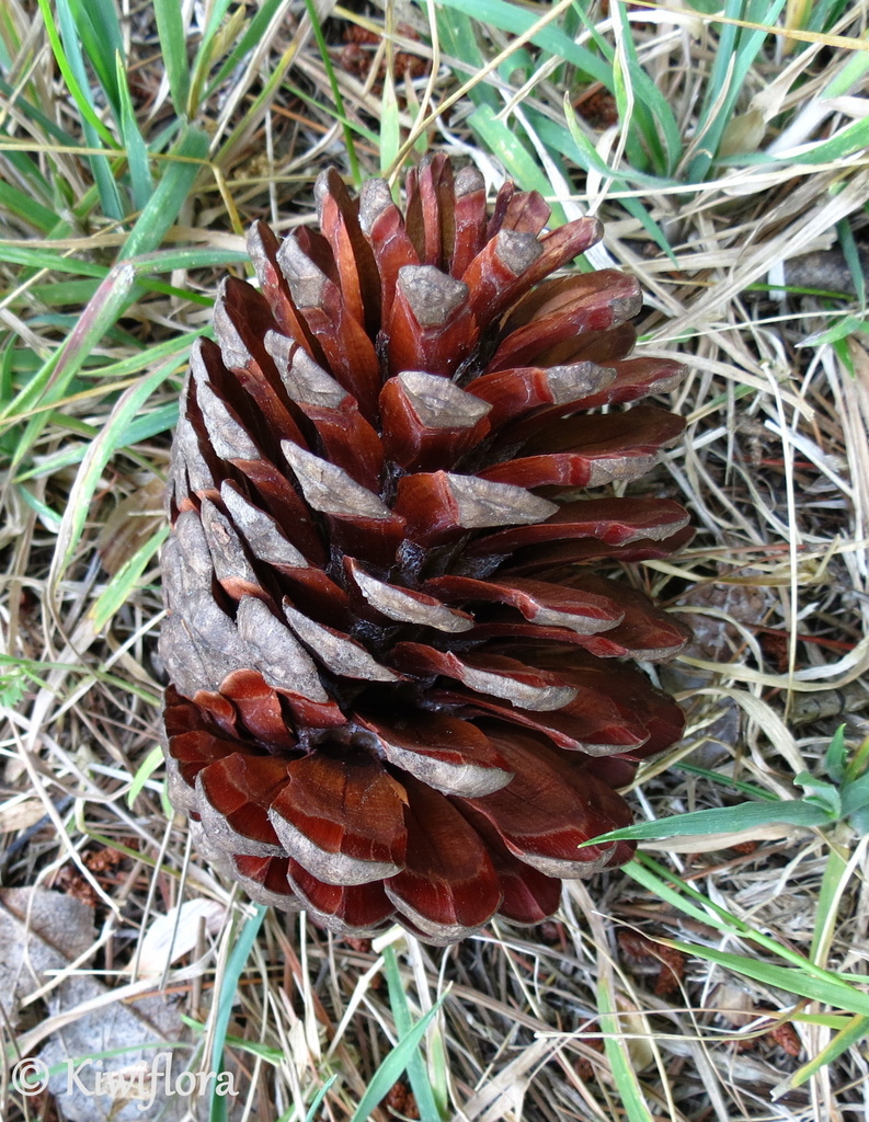 Pine cone by kiwiflora