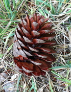 16th Dec 2012 - Pine cone