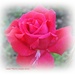 A Rose by carolmw