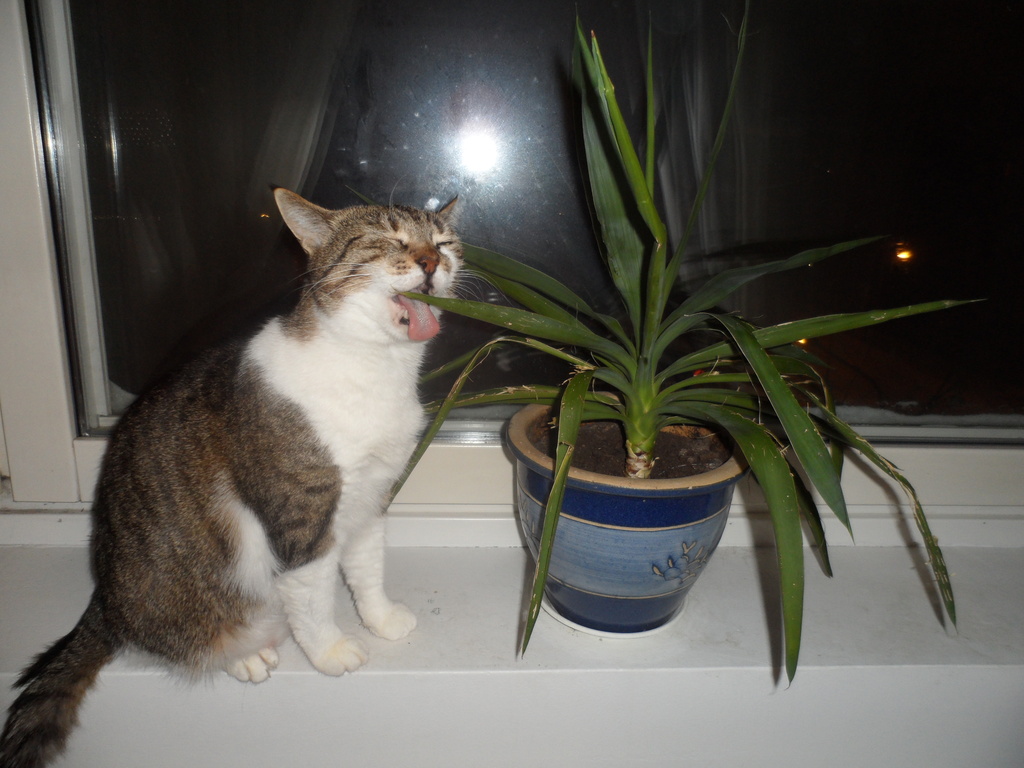 Pixi and the plant by tiss
