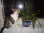 15th Dec 2012 - Pixi and the plant