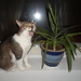 Pixi and the plant by tiss