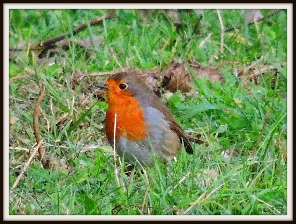 Robin in the grass by rosiekind