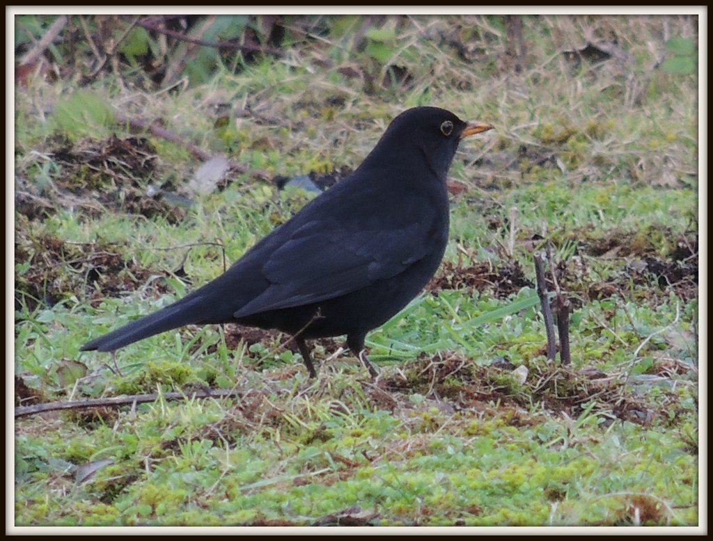 Blackbird by rosiekind