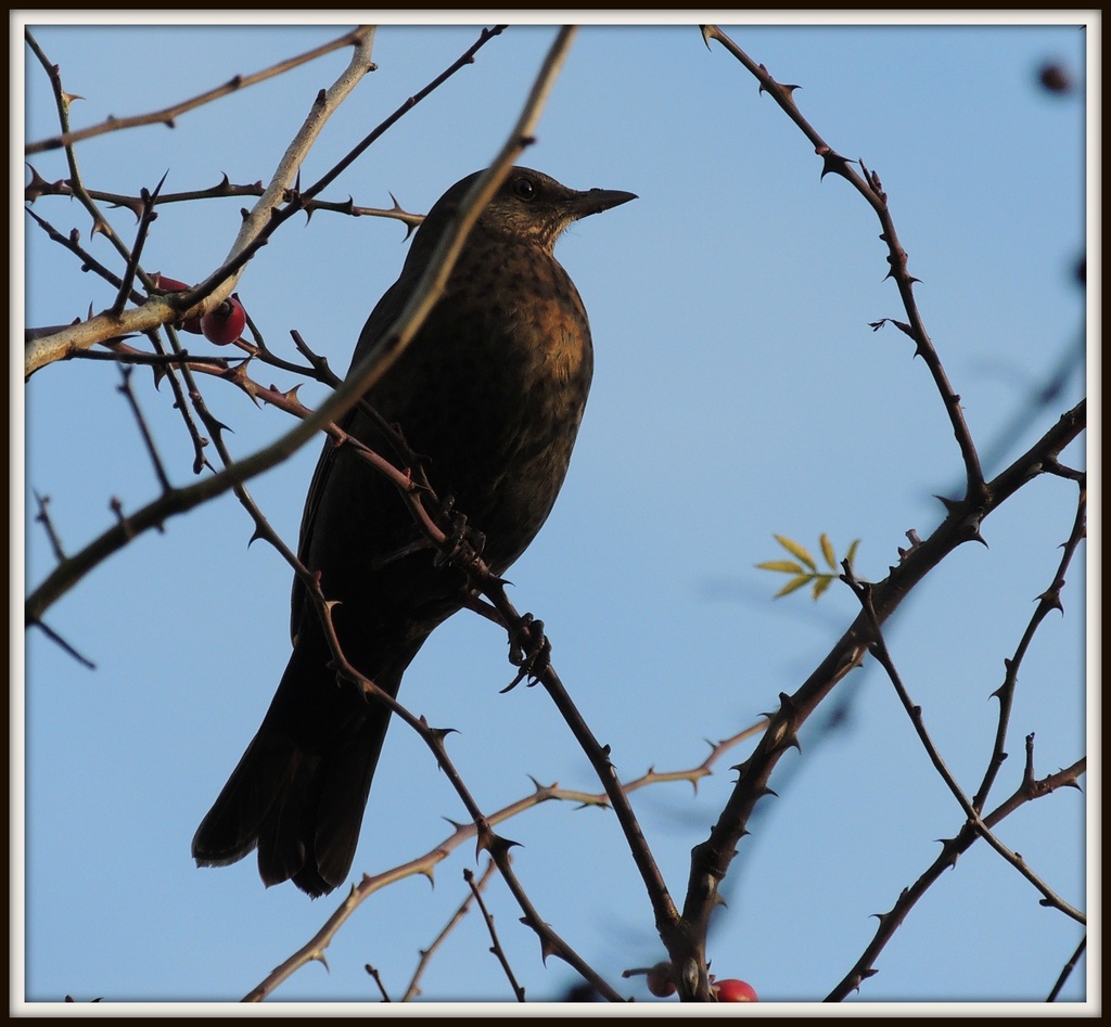 Female blackbird by rosiekind