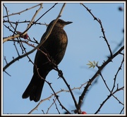 15th Dec 2012 - Female blackbird