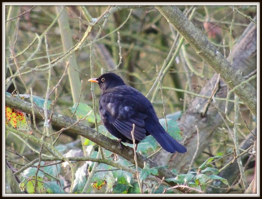 Blackbird perching by rosiekind
