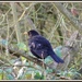 Blackbird perching by rosiekind