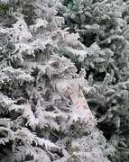 14th Dec 2012 - Snowy Christmas tree lot?