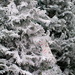 Snowy Christmas tree lot? by eudora