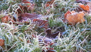 13th Dec 2012 - Frosty Ground