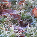 Frosty Ground by filsie65