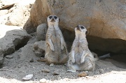 23rd Jul 2010 - Meerkats