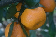 15th Dec 2012 - Florida tangerines on the tree