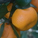 Florida tangerines on the tree by kathyladley