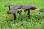 15th Dec 2012 - Mushroom Forest