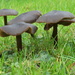 Mushroom Forest by kimmer50