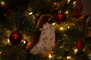 15th Dec 2012 - Bird in Tree
