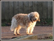 16th Dec 2012 - Shaggy dog