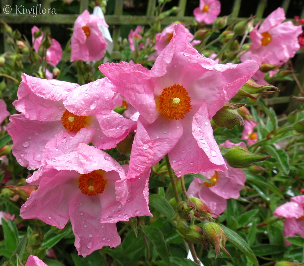 Cistus x argenteus 'Silver Pink' by kiwiflora