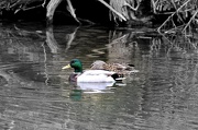 17th Dec 2012 - A Quiet Swim