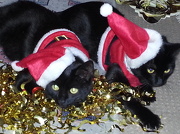 16th Dec 2012 - Jynx & Oryx playing Santa