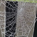 Frosty Web by clairecrossley