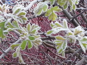 9th Dec 2012 - Frost on the Hawthorne.