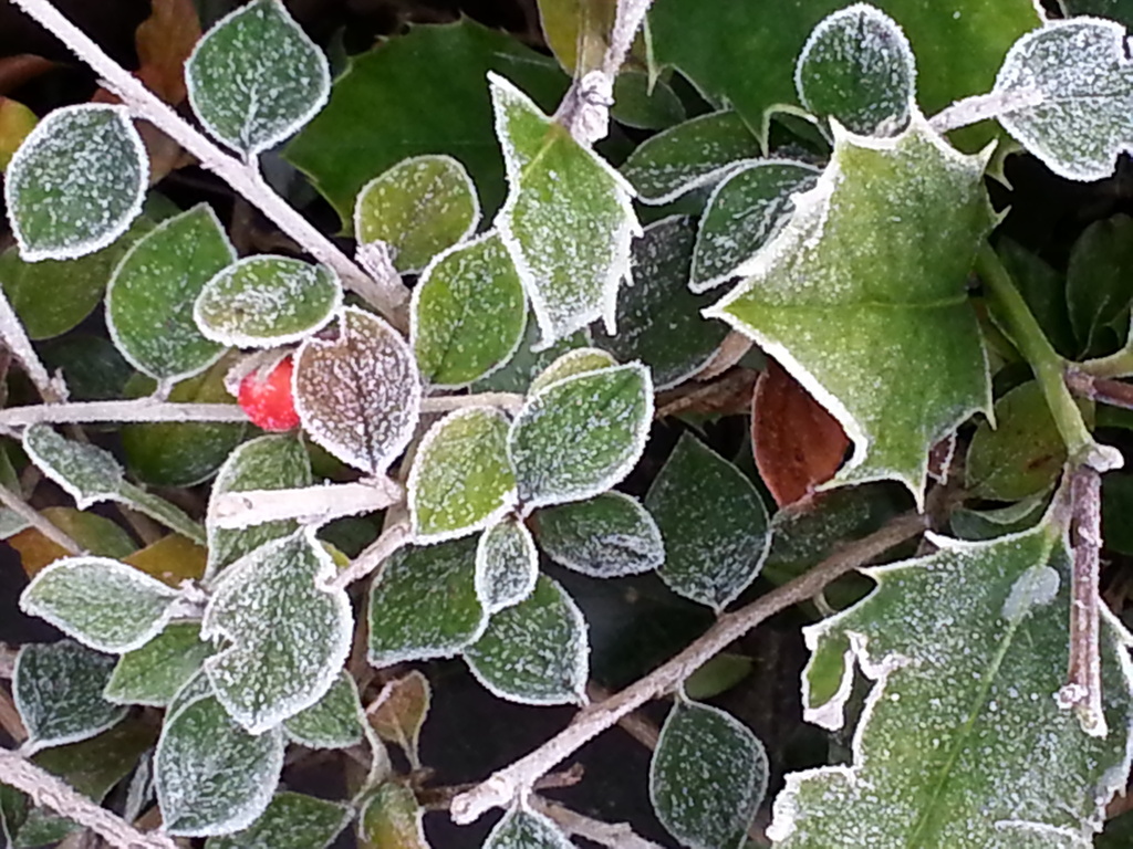 Frosty plants by clairecrossley