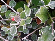 12th Dec 2012 - Frosty plants