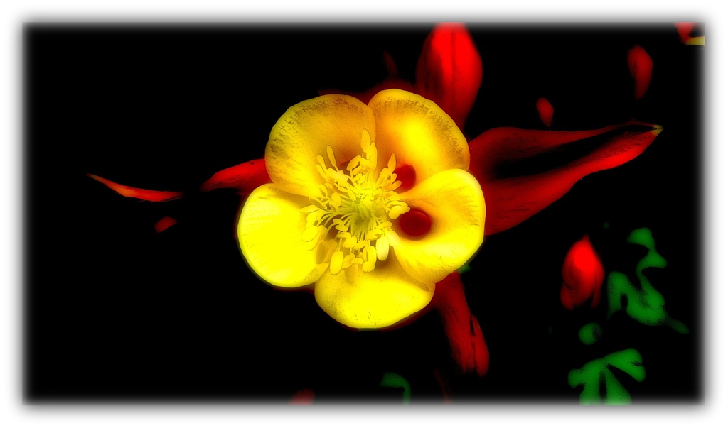The sunshine flower by maggiemae