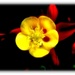 The sunshine flower by maggiemae