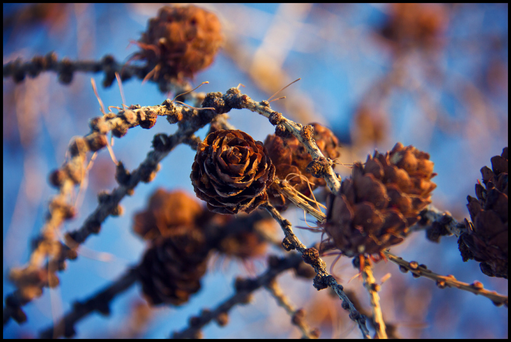 Winter Flowers by kph129