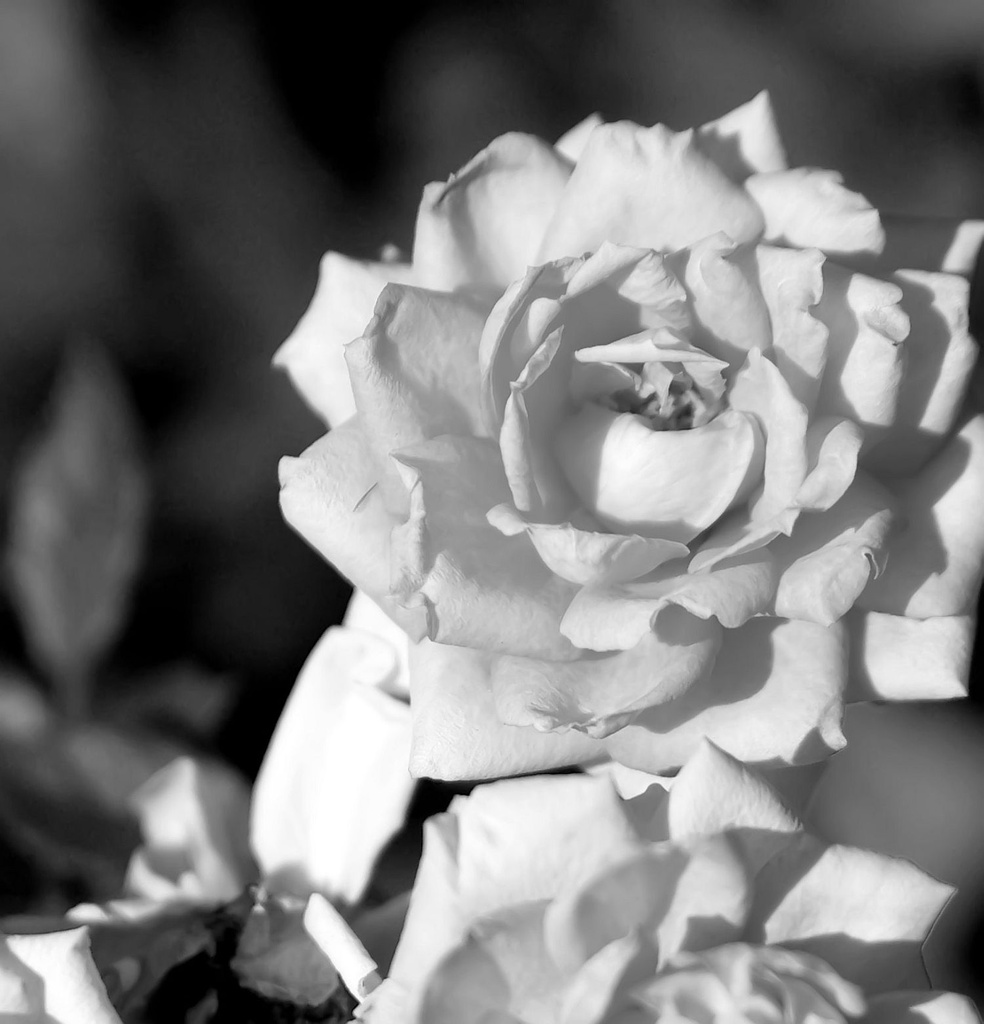 (Day 305) - Colorless Rose by cjphoto