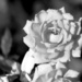 (Day 305) - Colorless Rose by cjphoto
