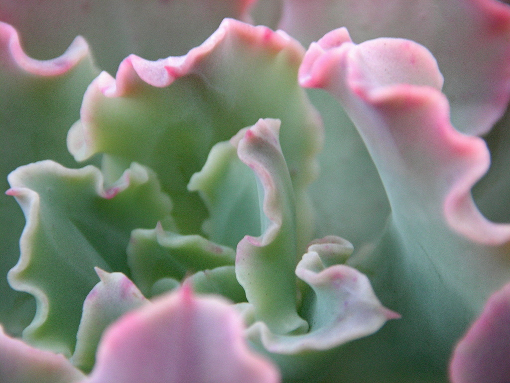 Succulent Pink Waves by pasadenarose