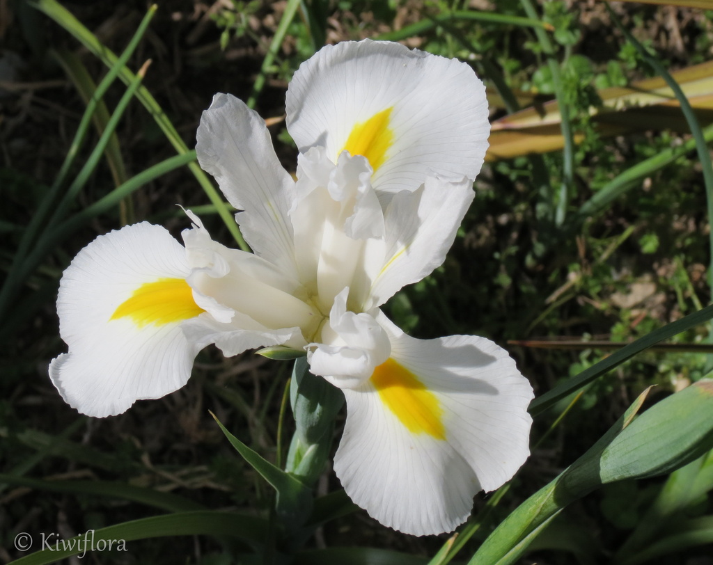 White Dutch Iris  by kiwiflora