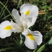 White Dutch Iris  by kiwiflora