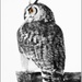 European Eagle Owl 1 by carolmw