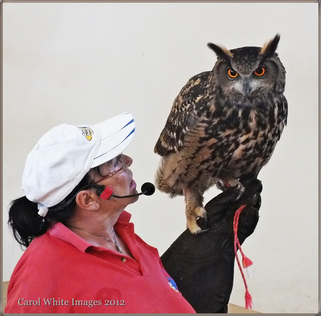 European Eagle Owl 2 by carolmw