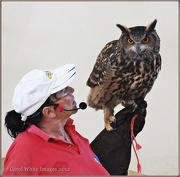 17th Dec 2012 - European Eagle Owl 2