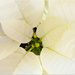17.12.12 Poinsettia by stoat